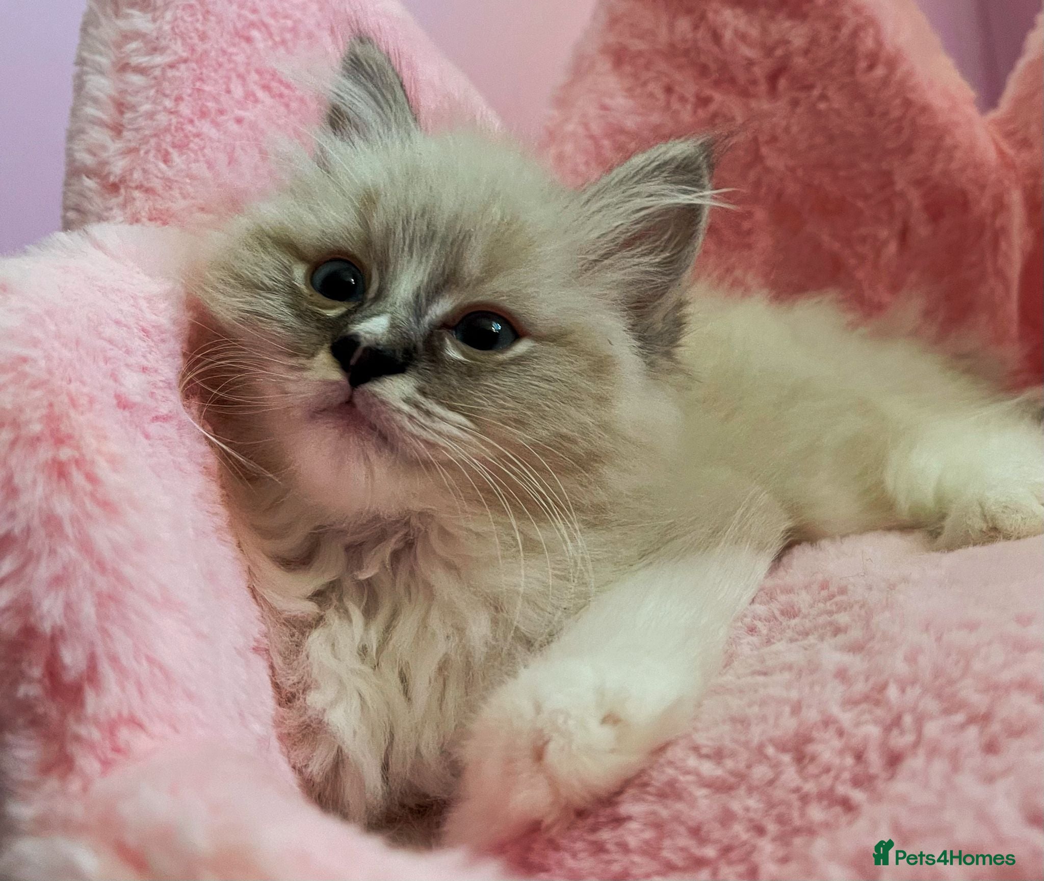 Ragdoll cats TICA Active Registered Ragdoll Kittens - Advert 4