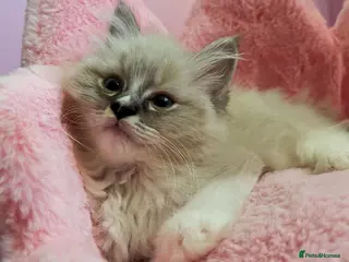 Ragdoll cats TICA Active Registered Ragdoll Kittens - Advert 1