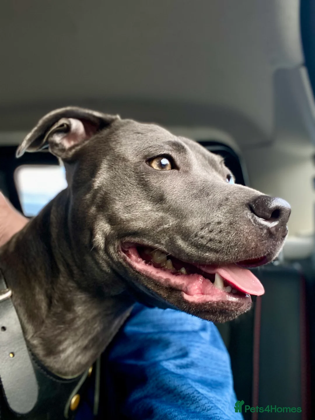 Staffordshire Bull Terrier dogs for sale: Last boy !!! Price dropped !!! Kassius pup  - Advert 12