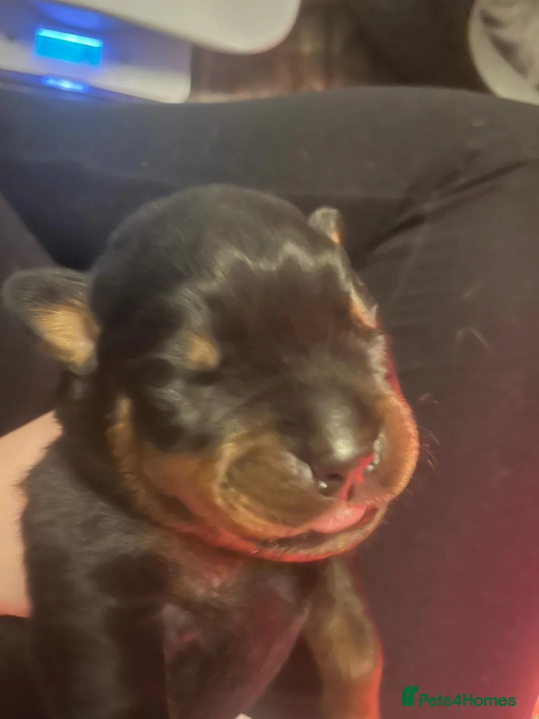 Rottweiler dogs for sale: Beautiful Rottweiler puppies for sale  - Advert 15