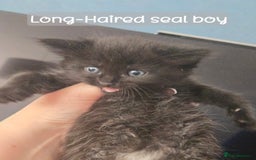 Ragdoll cats for sale: 12 half-Ragdolls (£150-£475) - Image 12