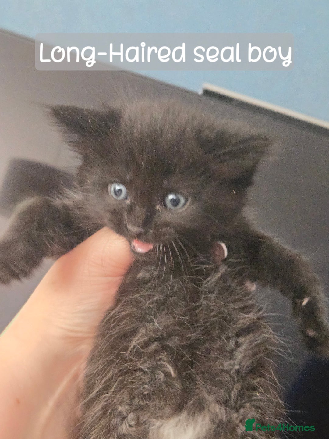 Ragdoll cats for sale: 12 half-Ragdolls (£150-£475) - Image 12