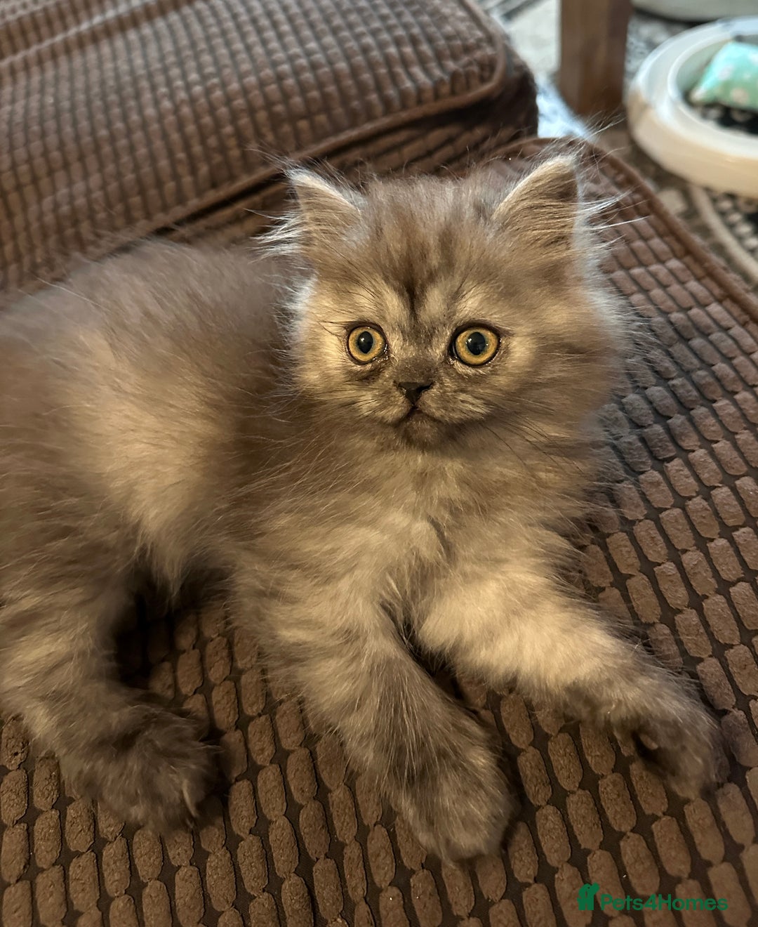 Persian cats for sale: 2 gorgeous cuddly Persian baby boys💙 - Advert 19