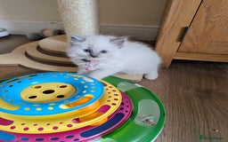 Ragdoll cats for sale: 🏆 🐾 Tica Registered EU Ragdoll Kittens 🐈 🏆 - Image 12