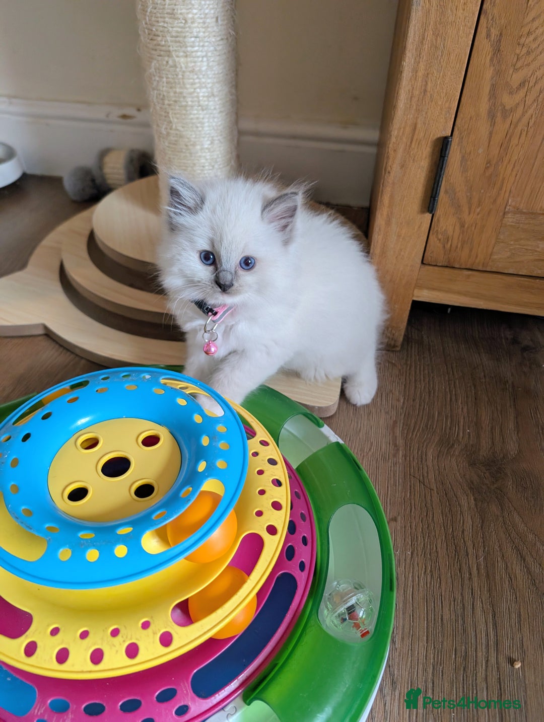 Ragdoll cats for sale: 🏆 🐾 Tica Registered EU Ragdoll Kittens 🐈 🏆 - Image 12