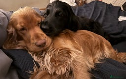 Cocker Spaniel dogs for sale: KC Show Cocker Spaniel Puppies - Due Sept  - Image 6