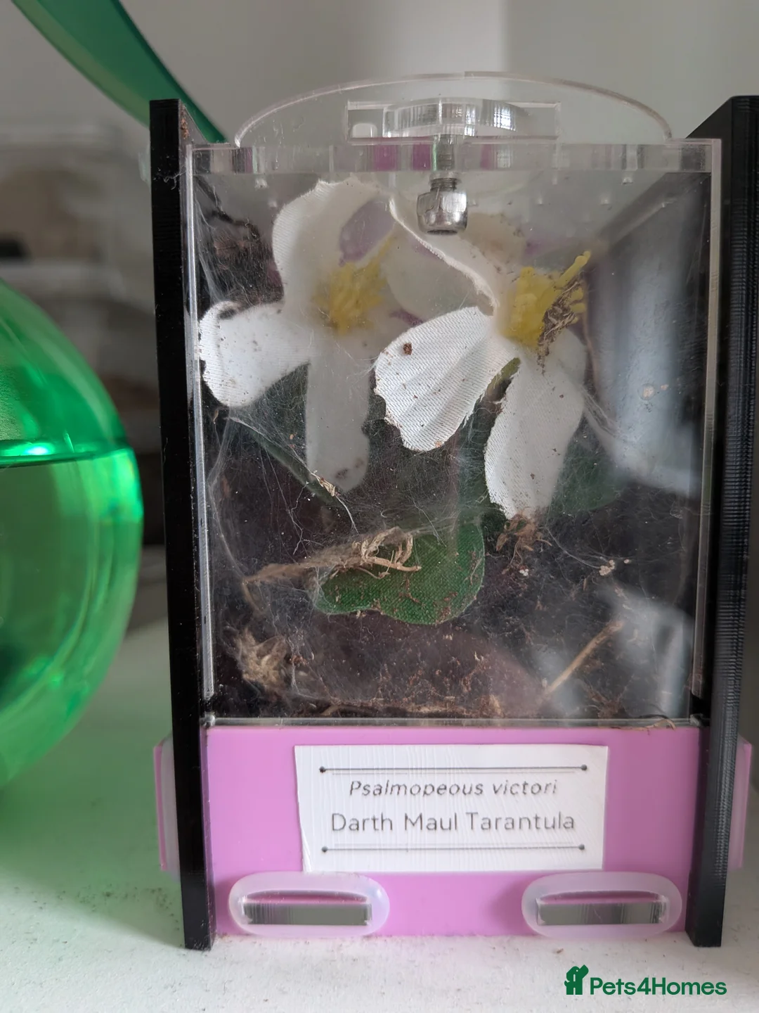 Tarantulas invertebrates for sale: Tarantulas for sale - Advert 5