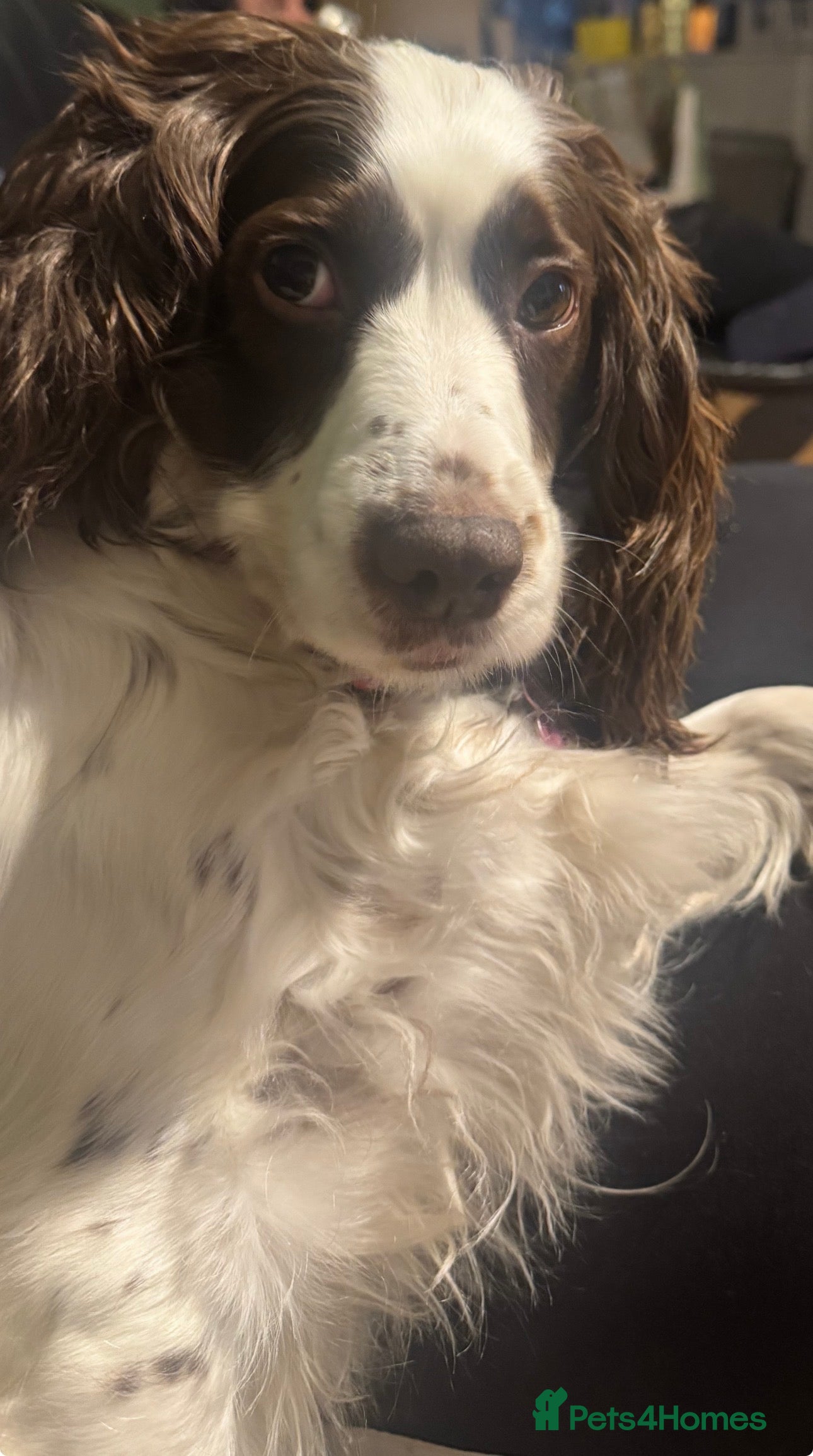 Cockapoo dogs f1 cockerpoo puppies - Advert 1