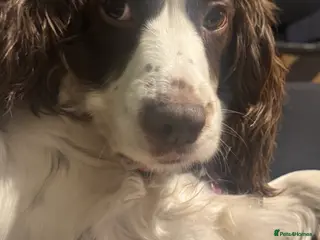 Cockapoo dogs f1 cockerpoo puppies - Advert 1