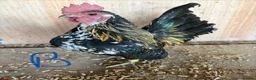 Chickens poultry for sale: Serama hen and cockerel pairs  - Advert 5