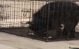Border Collie dogs for sale: Socks - Image 1