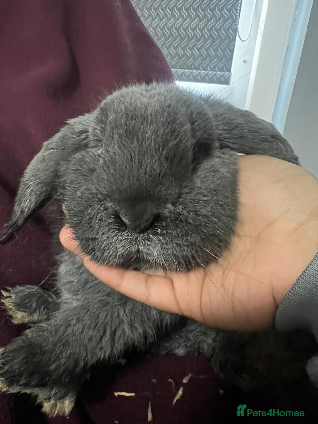 Mini Lion Lop rabbits for sale: Mini lop - Advert 10