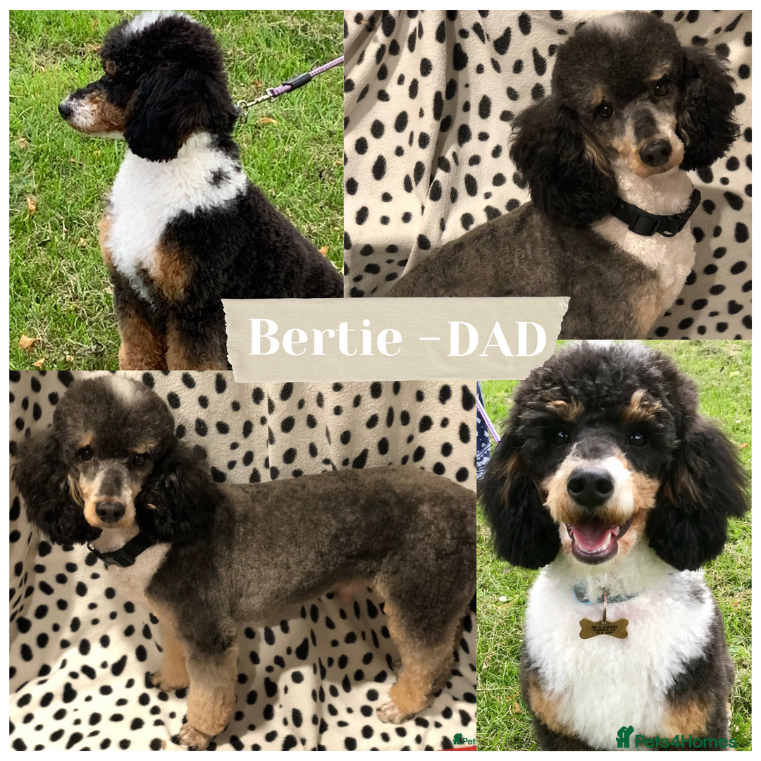 Cockapoo dogs for sale: Not Just Any Cockapoo Puppies – The Special Few - Image 4