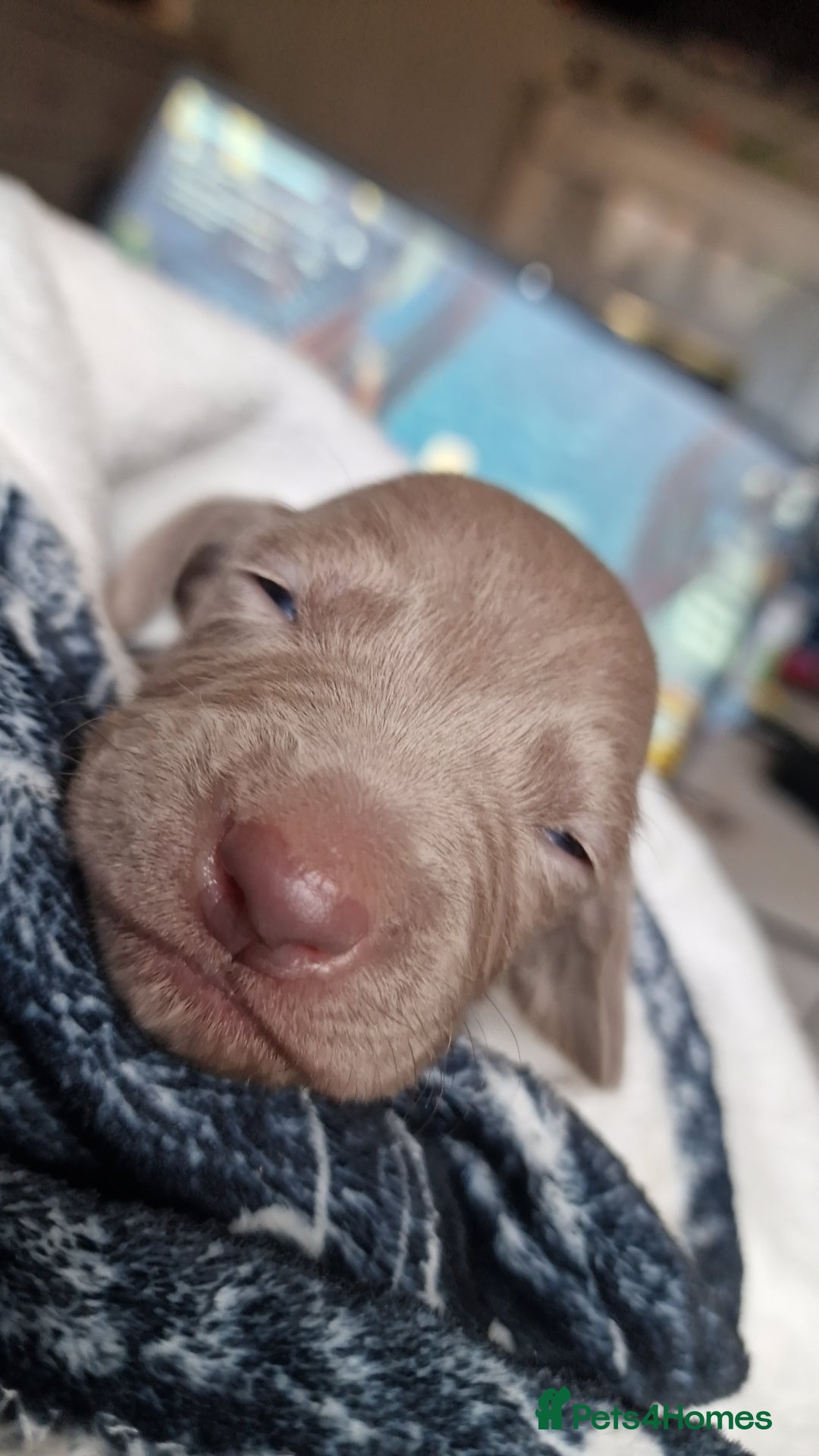 Weimaraner dogs for sale: Weimaraner Puppies Looking for Their Forver Home🐾 in Shrewsbury - Advert 16