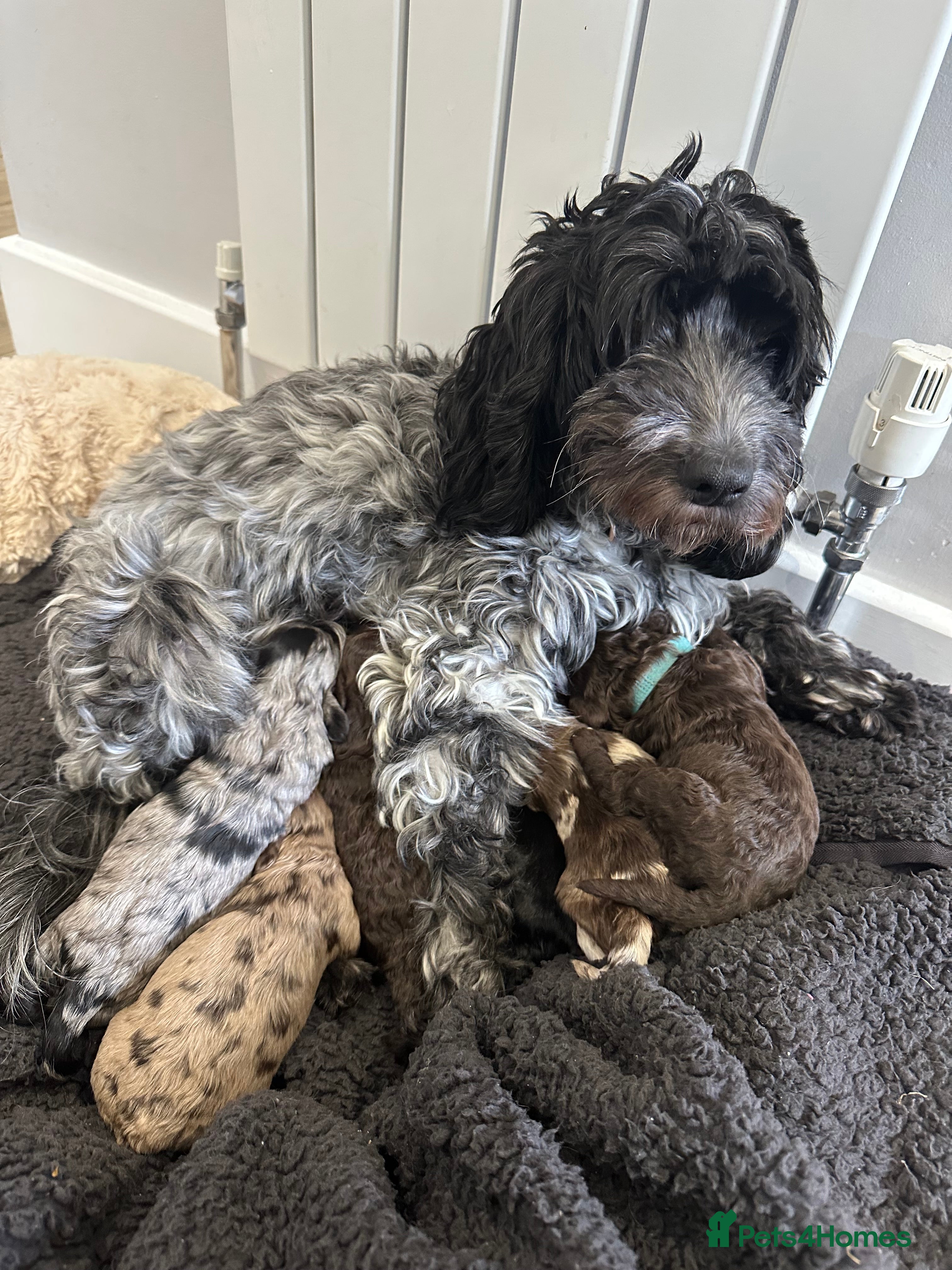 Cockapoo dogs Cockapoo puppies - Advert 2