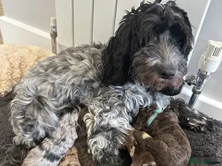 Cockapoo dogs Cockapoo puppies - Advert 1