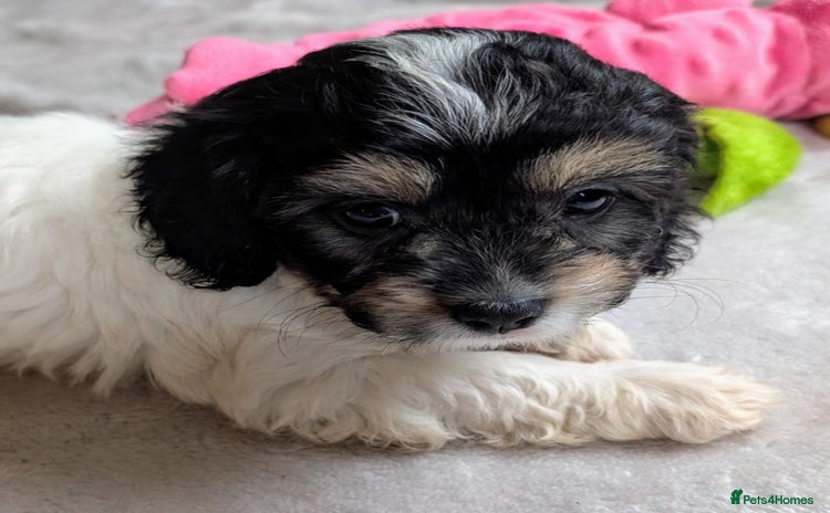 Cavapoo dogs - Advert 1