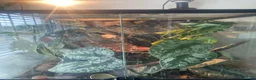 Gecko reptiles for sale: Crested gecko and bioactive enclosure in Ferndown - Advert 4
