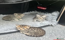 British Shorthair cats for sale: British short hair / Scottish striaght  - Image 6