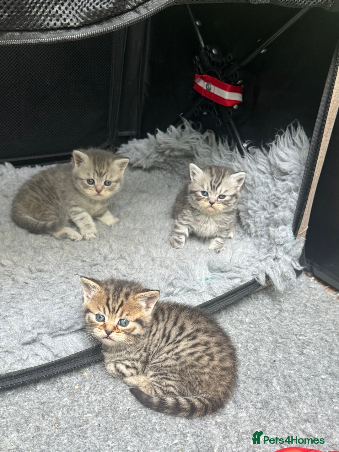 British Shorthair cats for sale: British short hair / Scottish striaght  - Image 6