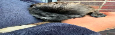 Shih Tzu Puppy 4