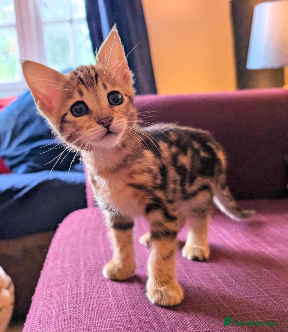 Savannah cats Exceptional marbled f3c TICA Savannah girl - Advert 2