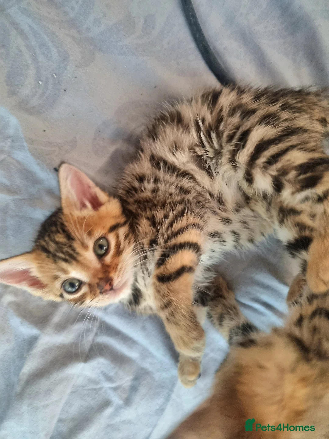 Bengal cats for sale: 4 Bengals for ready for new home - Advert 9