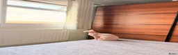 Sphynx cats for sale: Female Sphynx - Advert 10