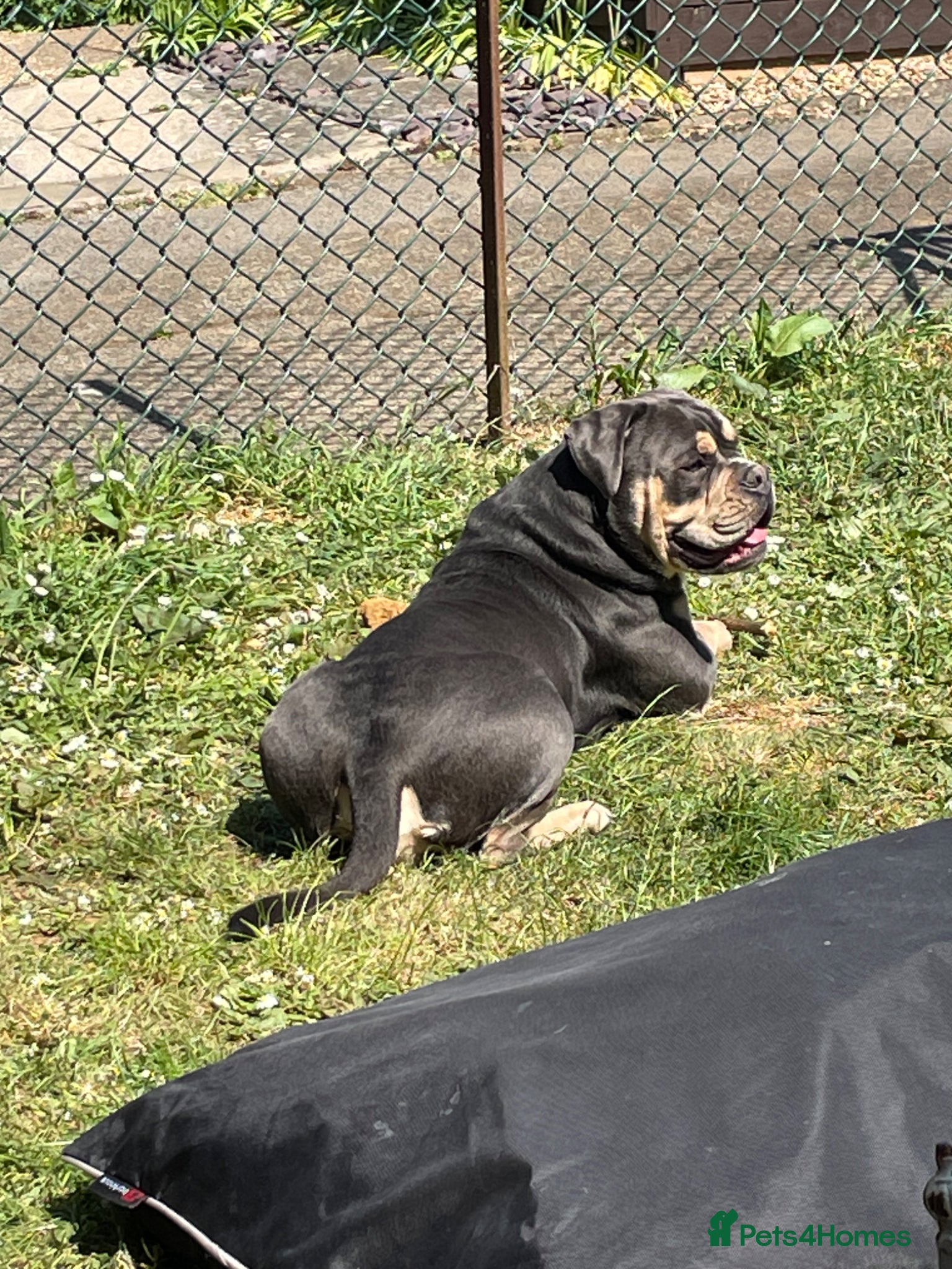 Olde English Bulldogge dogs Denzell  - Advert 3