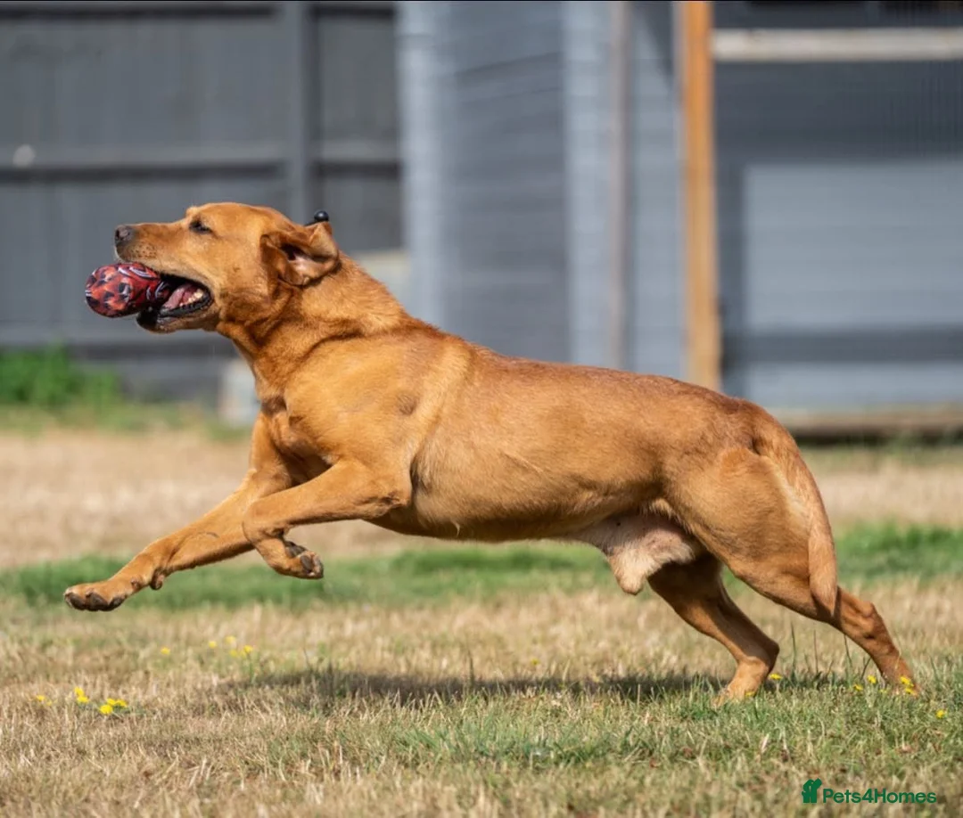 Labrador Retriever dogs for sale: Beautiful Ellie Fox Red Lab - Ready Now!  - Advert 8