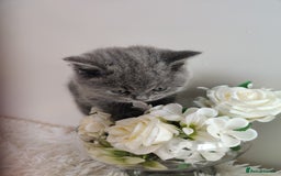 British Shorthair cats for sale: Beautiful pedigree bsh babies  - Image 2