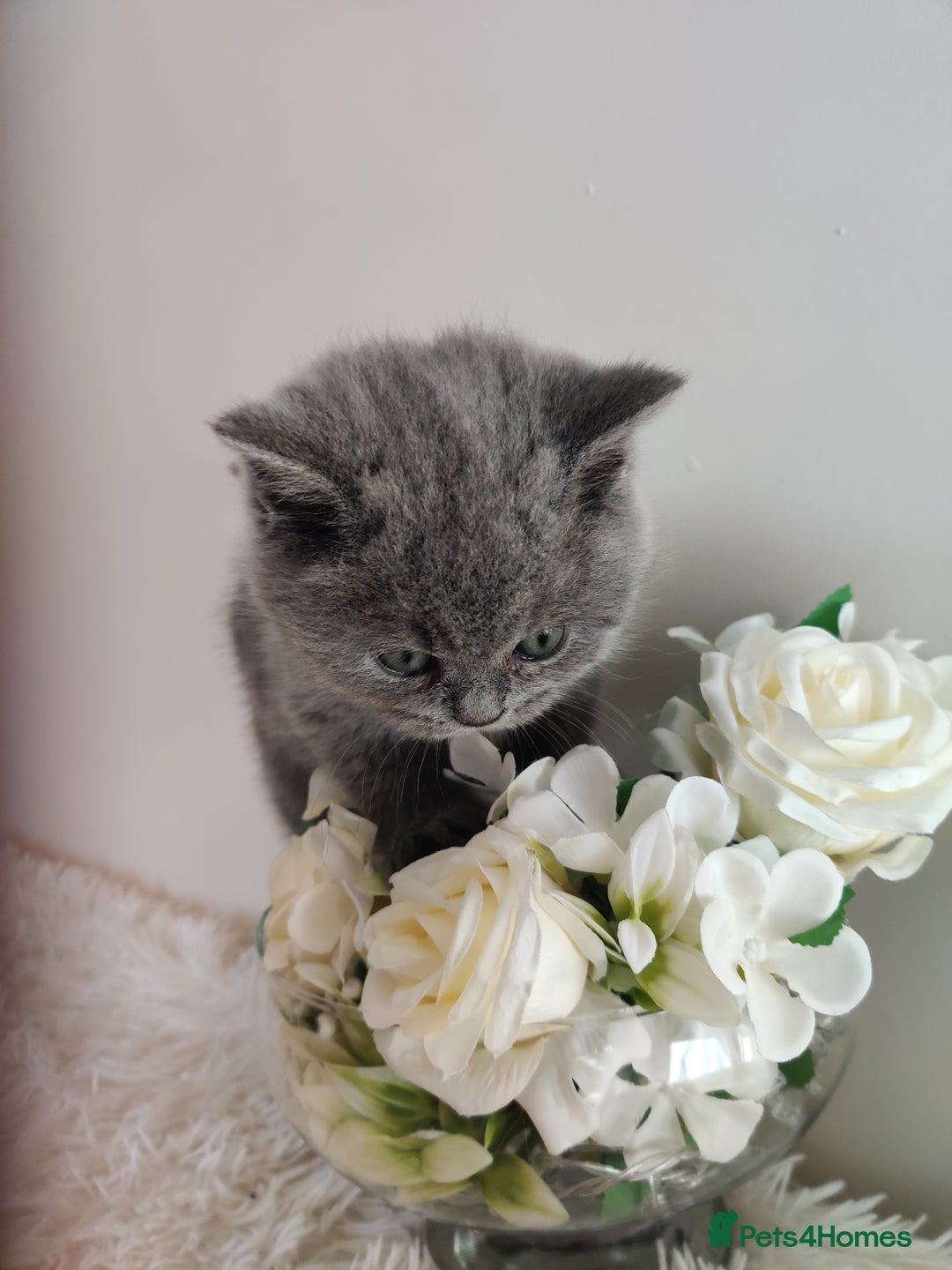 British Shorthair cats for sale: Beautiful pedigree bsh babies  - Image 2