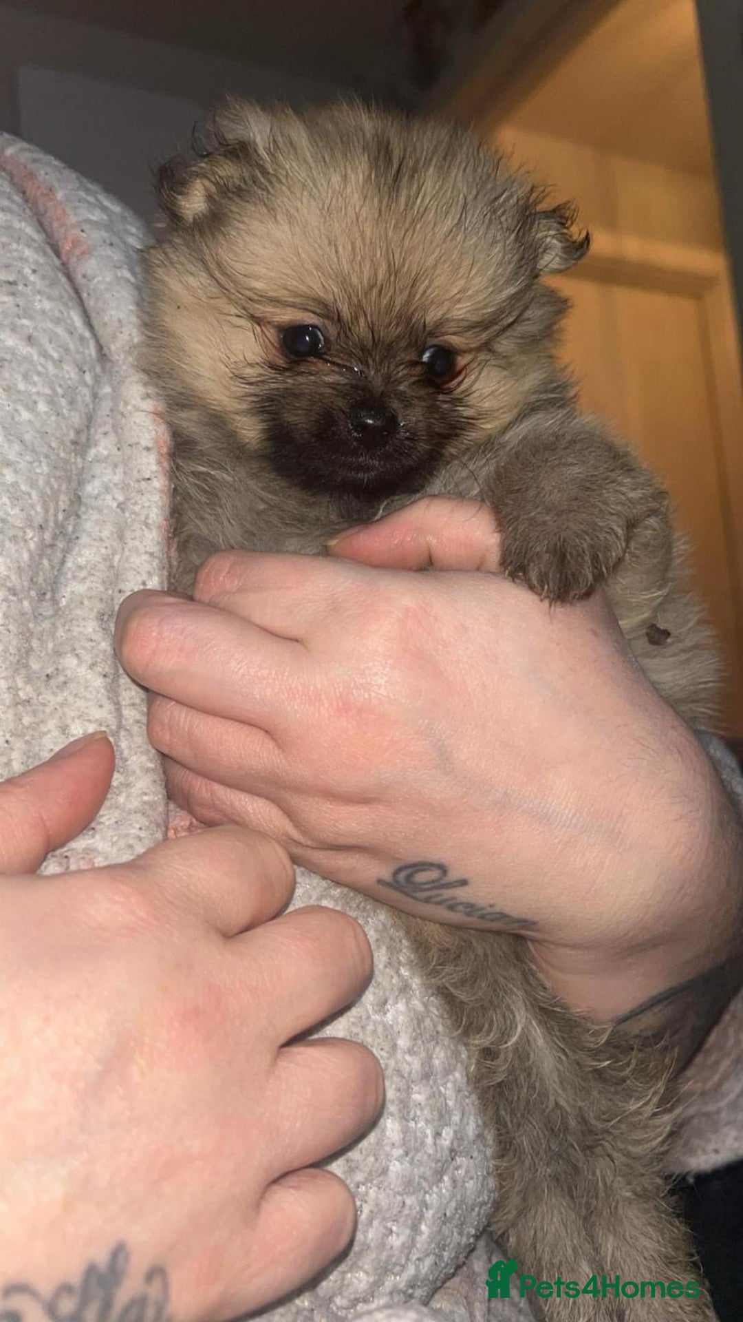 Pomeranian dogs for sale: Toy Pomeranian - Advert 14