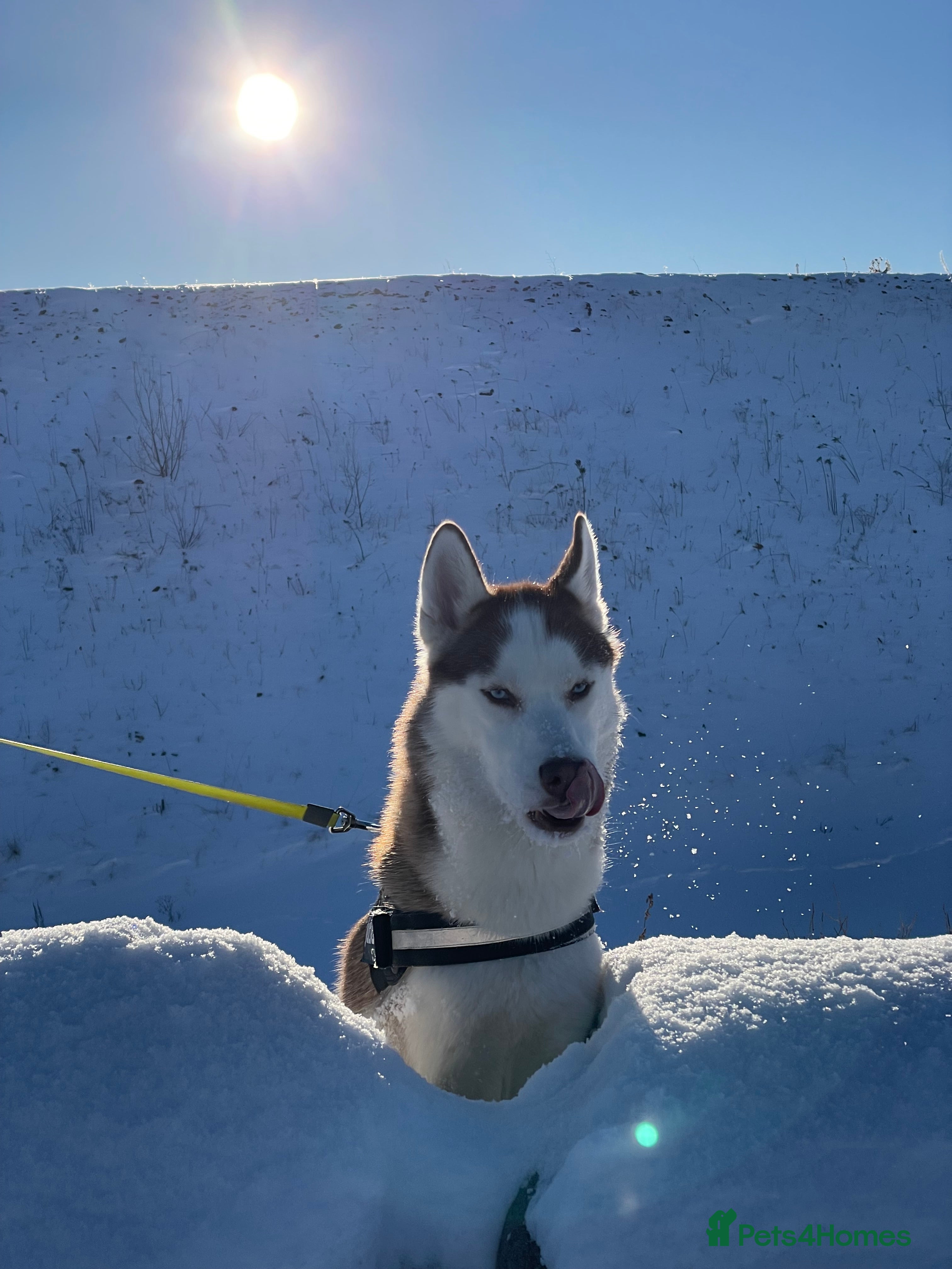 Siberian Husky dogs Imported Blue Eyed, Red & White Husky Stud - Advert 3