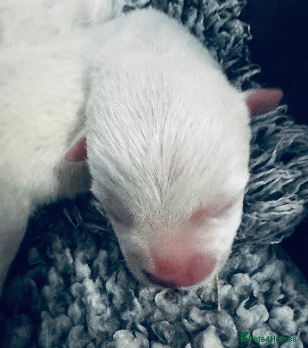West Highland Terrier dogs for sale: KC Reg Westies - Image 7