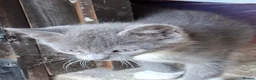 Mixed Breed cats for sale: Kittens, grey and white, black in Chelmsford - Advert 13