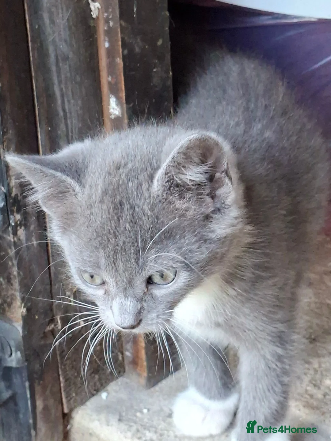 Mixed Breed cats for sale: Kittens, grey and white, black in Chelmsford - Advert 13