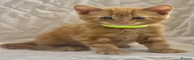 Maine Coon 2