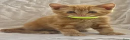 Maine Coon cats for sale: Beautiful Maine coon cross - Advert 5
