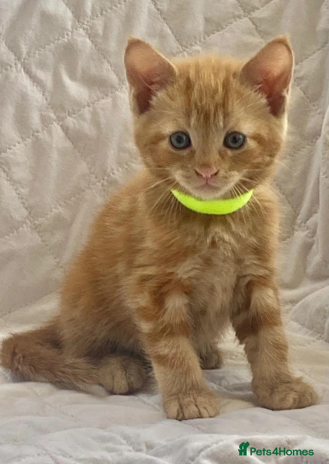 Maine Coon cats for sale: Beautiful Maine coon cross - Advert 5
