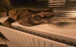 British Shorthair cats for sale: Looking forever home 🏡 😍  - Image 6