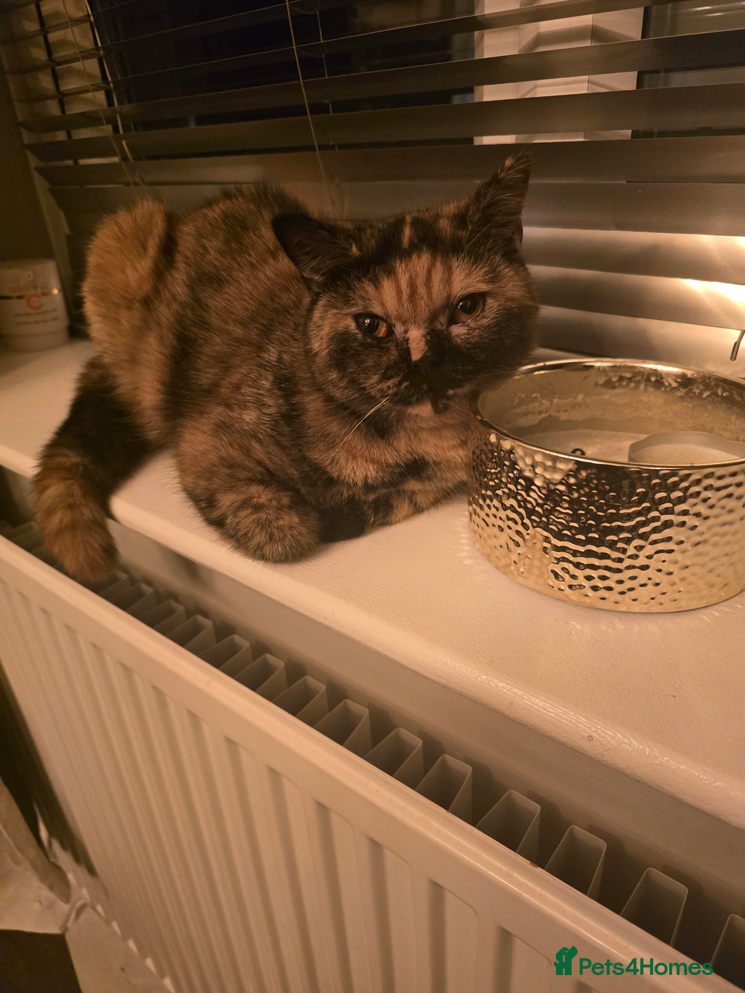 British Shorthair cats for sale: Looking forever home 🏡 😍  - Image 6