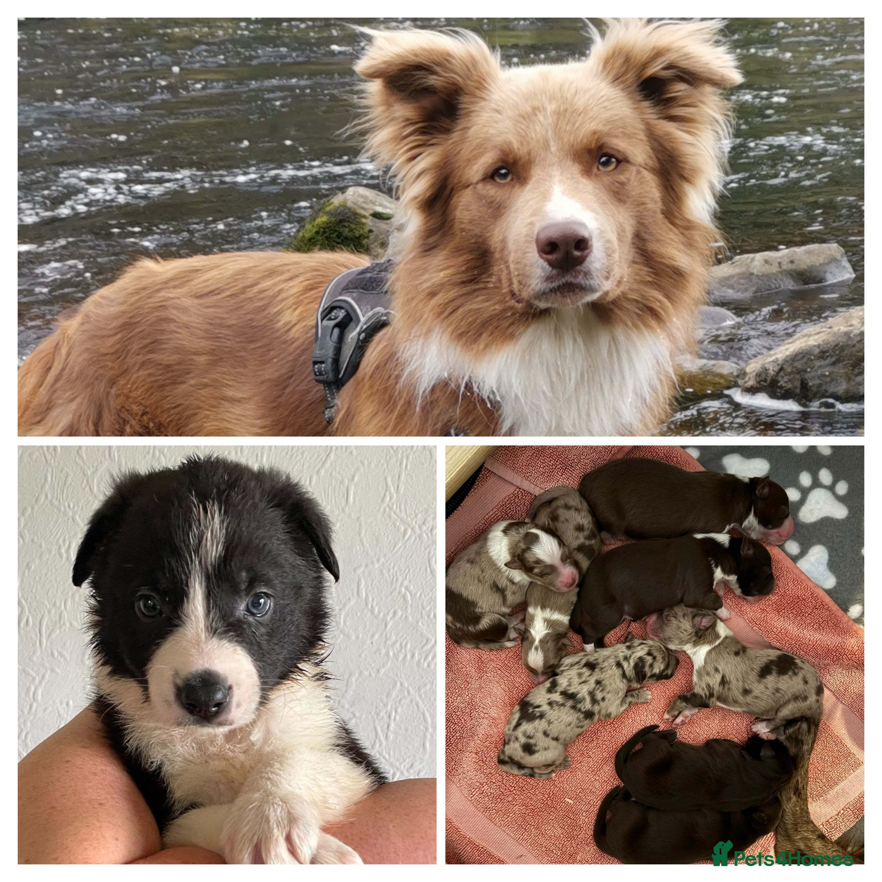 Border Collie dogs STUD.   PROVEN Red Border Collie STUD Dog  in Bingley - Advert 1