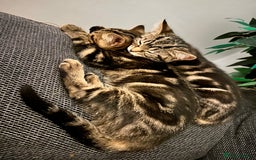 Mixed Breed cats for sale: 1 male, 1 female kittens  - Image 4