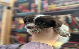 Jack Russell dogs for sale: **Traditional Jack Russell** - Image 4