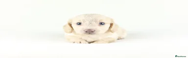 Miniature Dachshund Puppy 1