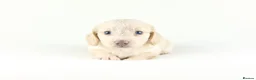 Miniature Dachshund dogs for sale: 🤍KC Reg Longhair miniature cream daschunds🤍 - Advert 18