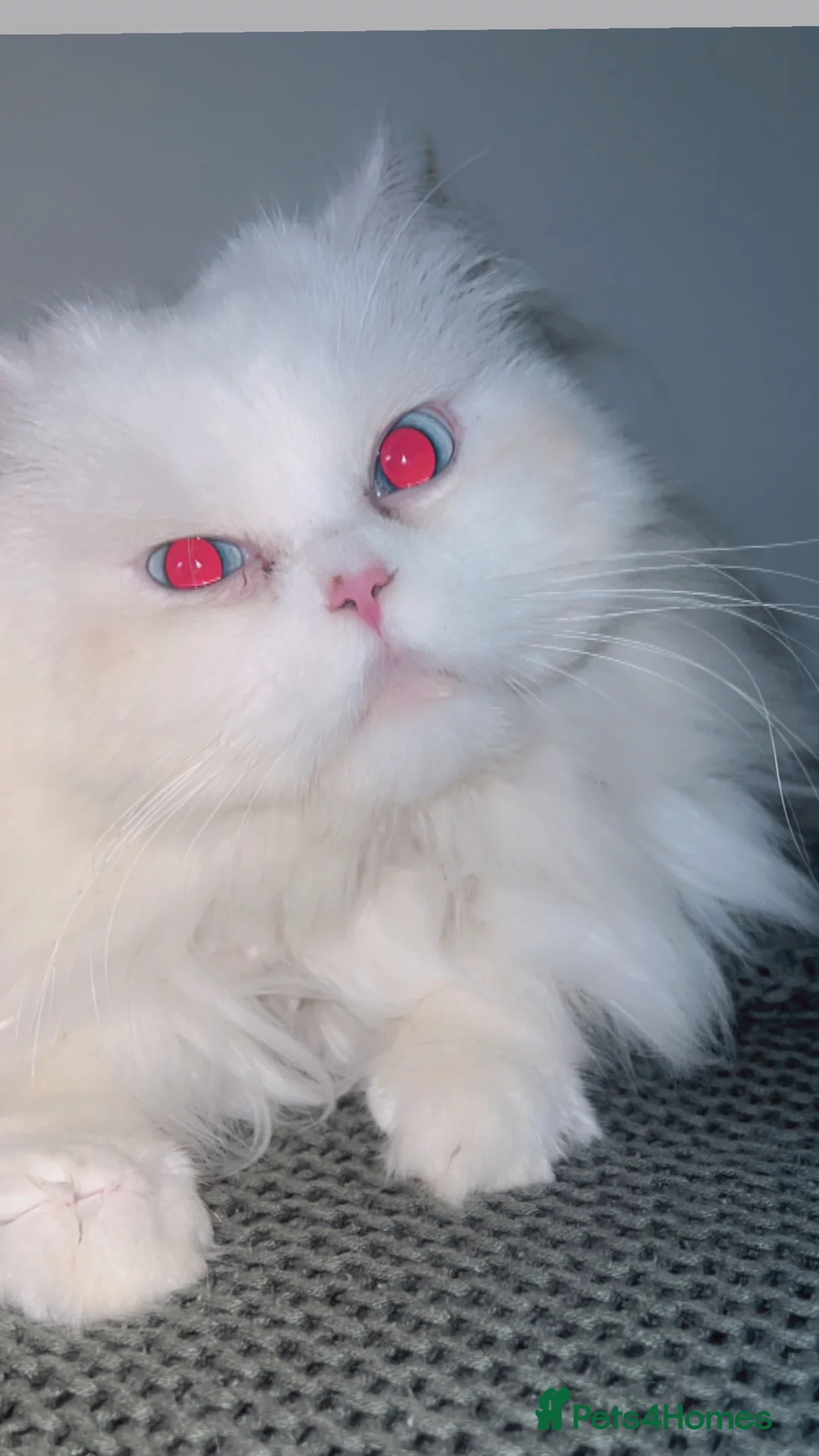 Persian cats for stud: Stunning blue eye very fluffy persion stud only - Advert 1