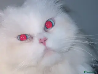 Persian cats Stunning blue eye very fluffy persion stud only - Advert 1