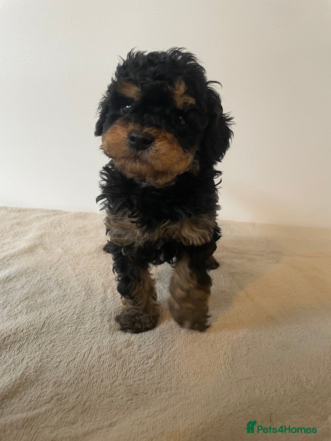 Cavapoo dogs for sale: ⭐ adorable Cavapoo’s ⭐  - Advert 23